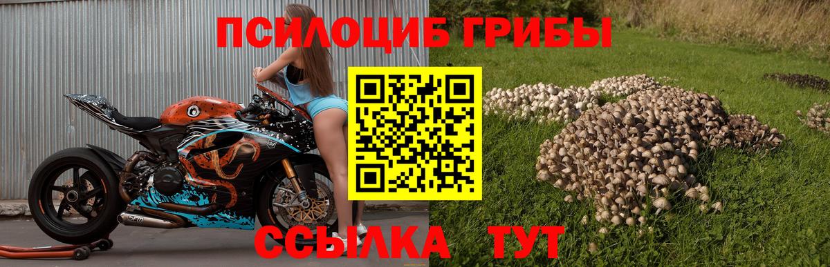 Псилоцибиновые грибы Cubensis Калининград